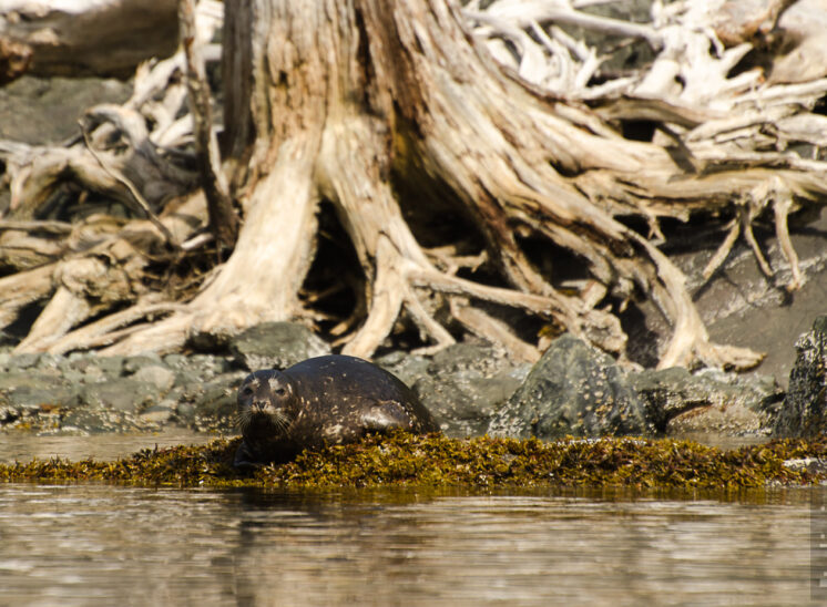 Stellerscher Seelöwe (Steller sea lion)