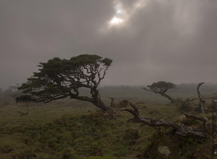 Nebel im Hochland