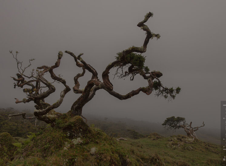 Nebel im Hochland