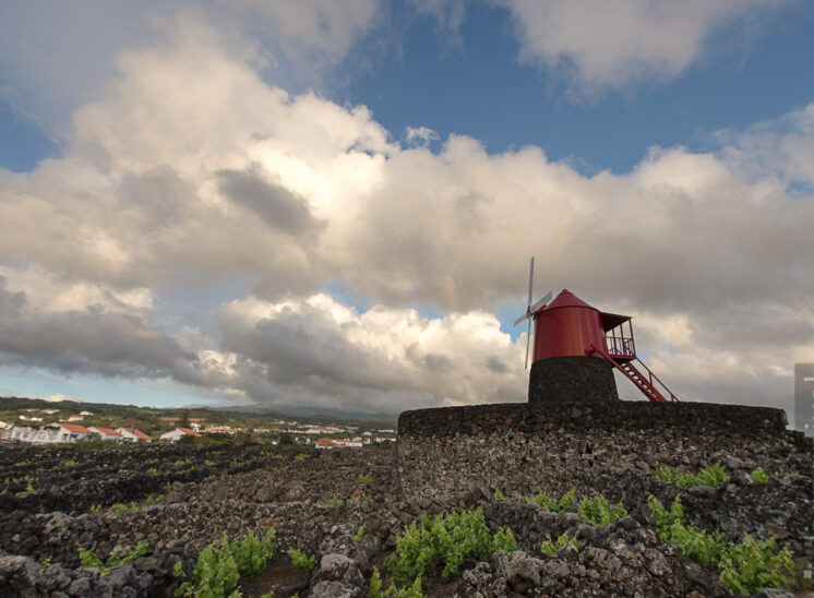 Windmühle in den Weinbergen