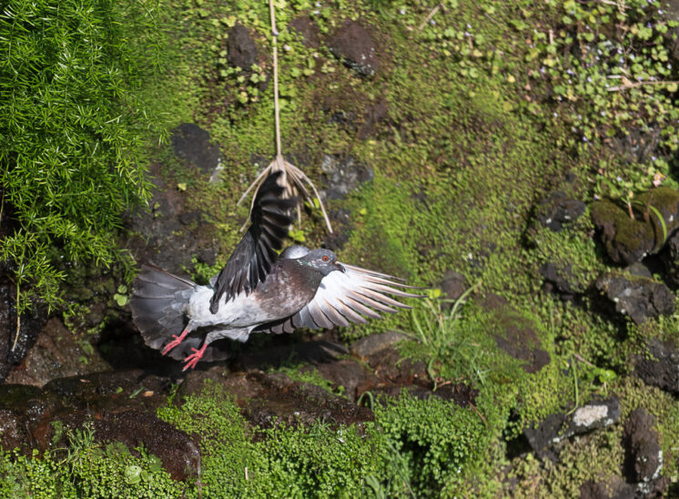 Stadttaube (Domestic pigeon)