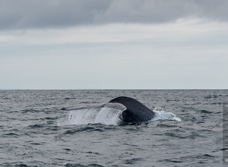 Blauwal (Blue whale)