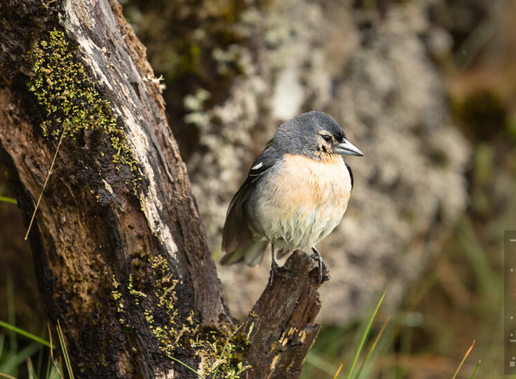 Azoren Buchfink (Azore chaffinch)