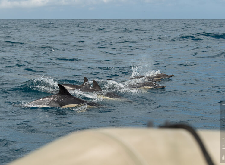 Gemeiner Delfin (Short-beaked common dolphin)