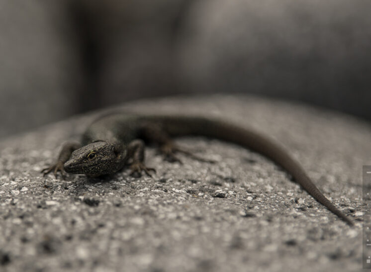 Madeira Mauereidechse (Madeiran wall lizard)