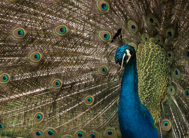 Blauer Pfau (Indian peafowl)