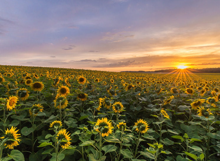 Sonnenblumenfeld