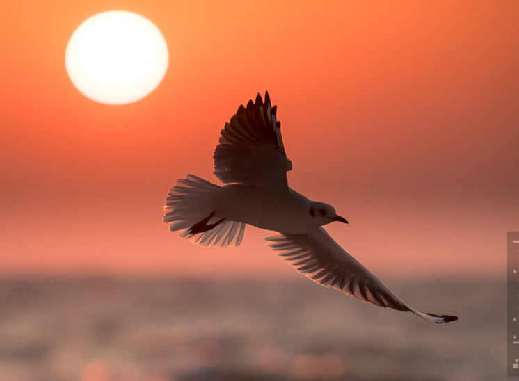 Lachmöwe (Black-headed gull)