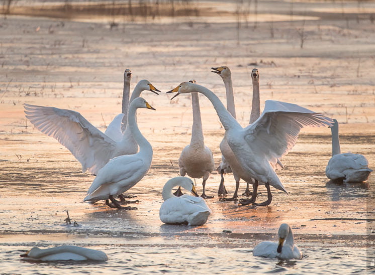 Singschwan (Whooper swan)