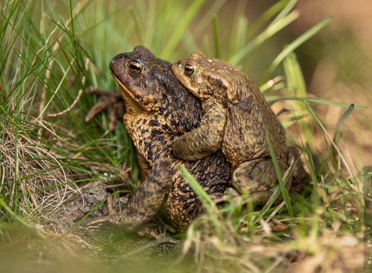 Erdkröte (Common toad)