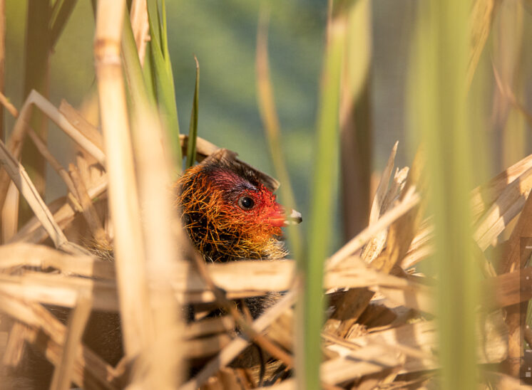 Blesshuhn (Bald coot)