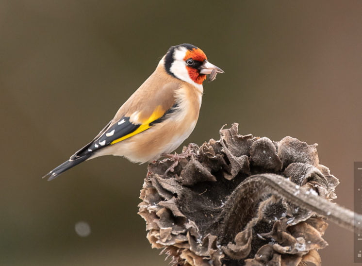 Stieglitz (European goldfinch)