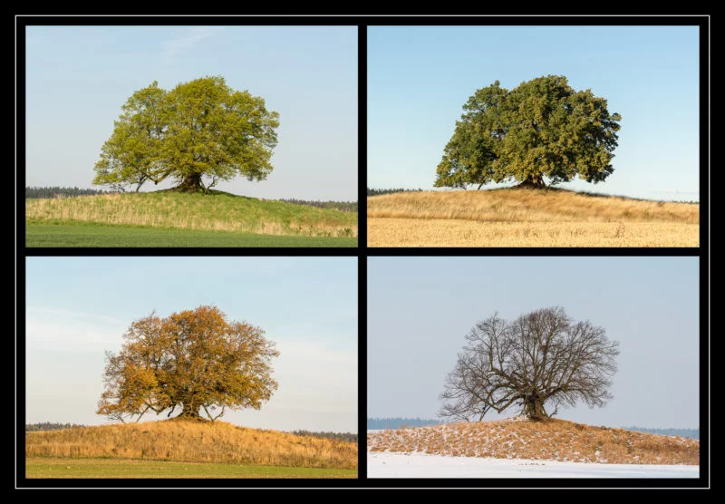 Unschuldslinde (Collage)