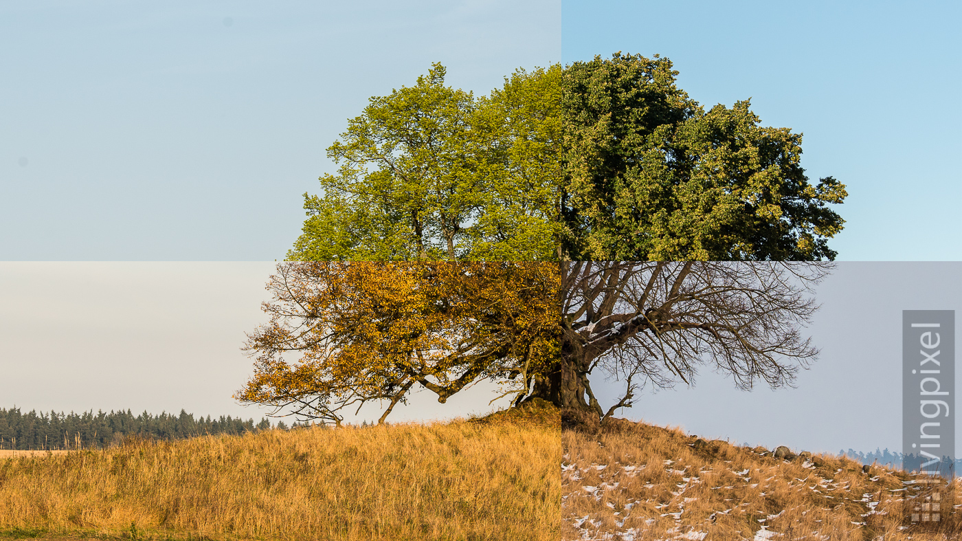 Baum in den vier Jahreszeiten