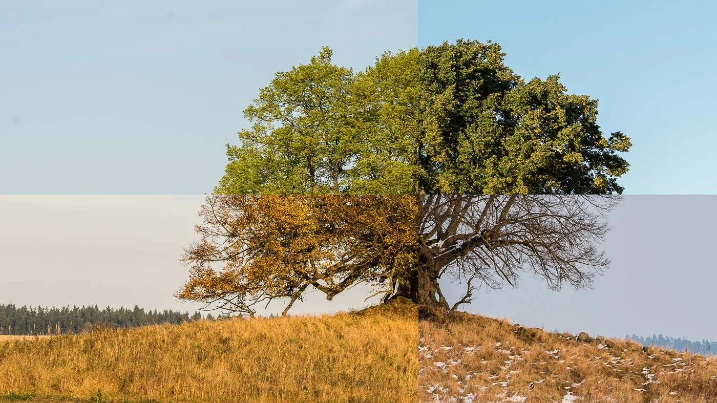 Baum in den vier Jahreszeiten