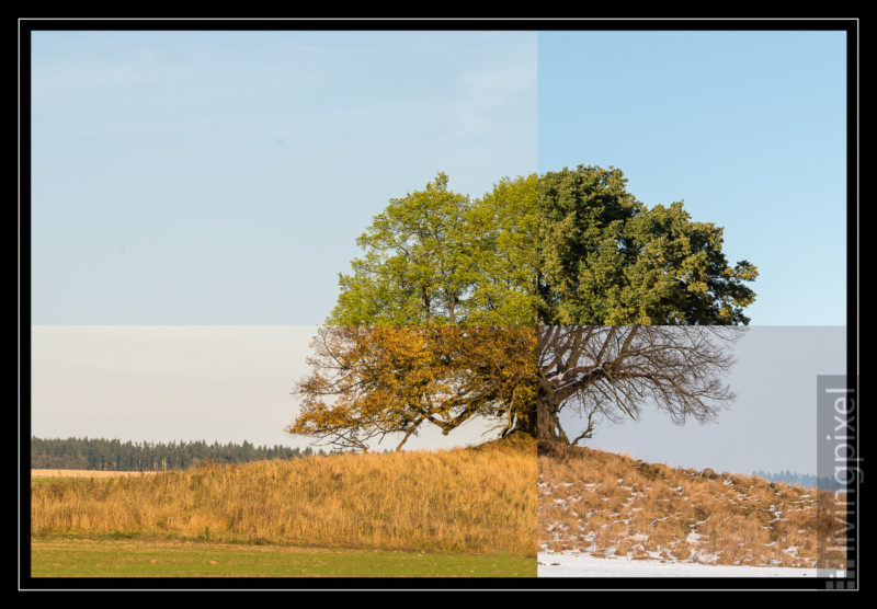 Unschuldslinde (Collage)