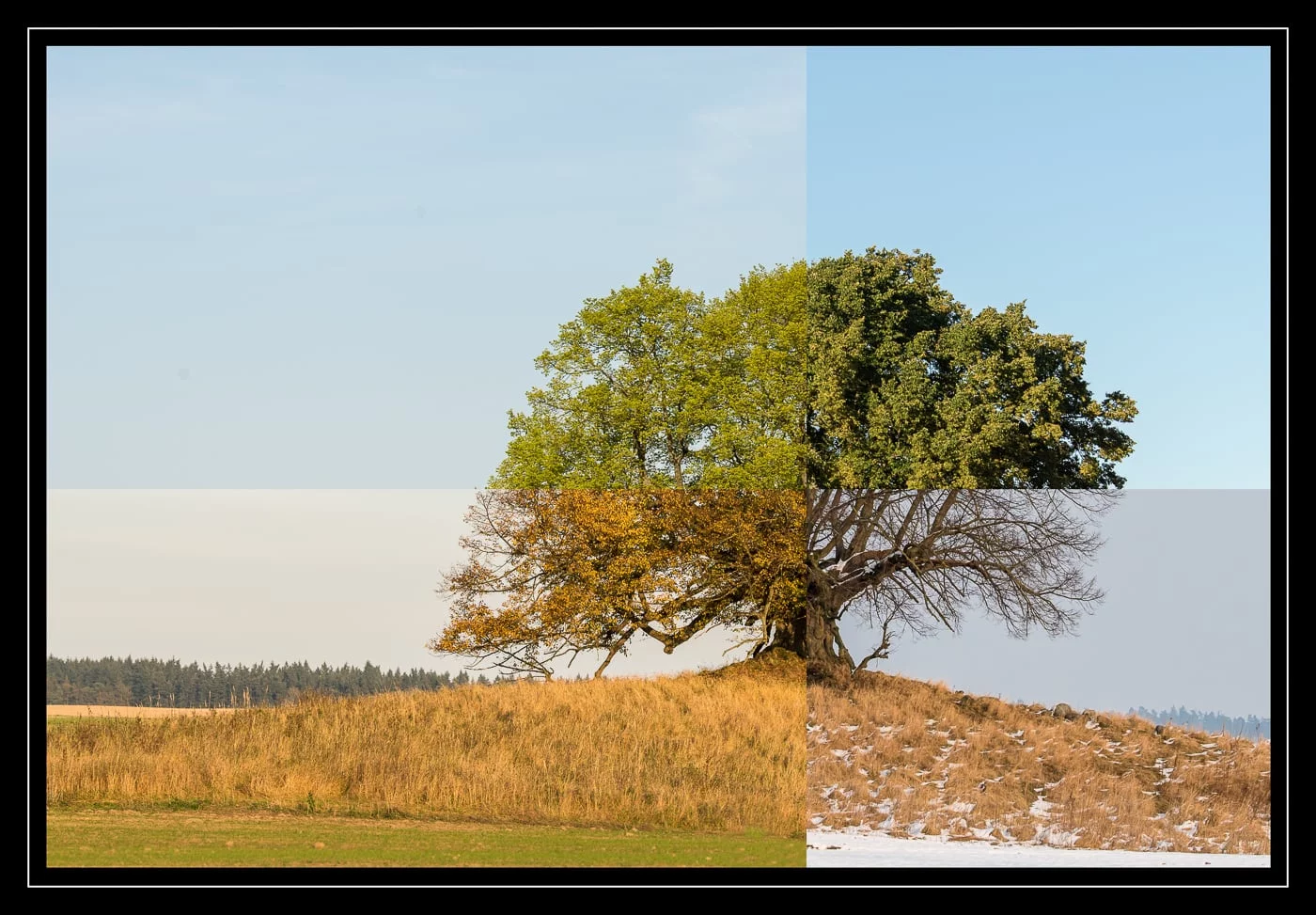 Unschuldslinde (Collage)