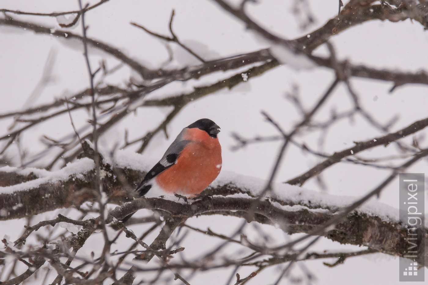 Gimpel (Eurasian bullfinch)