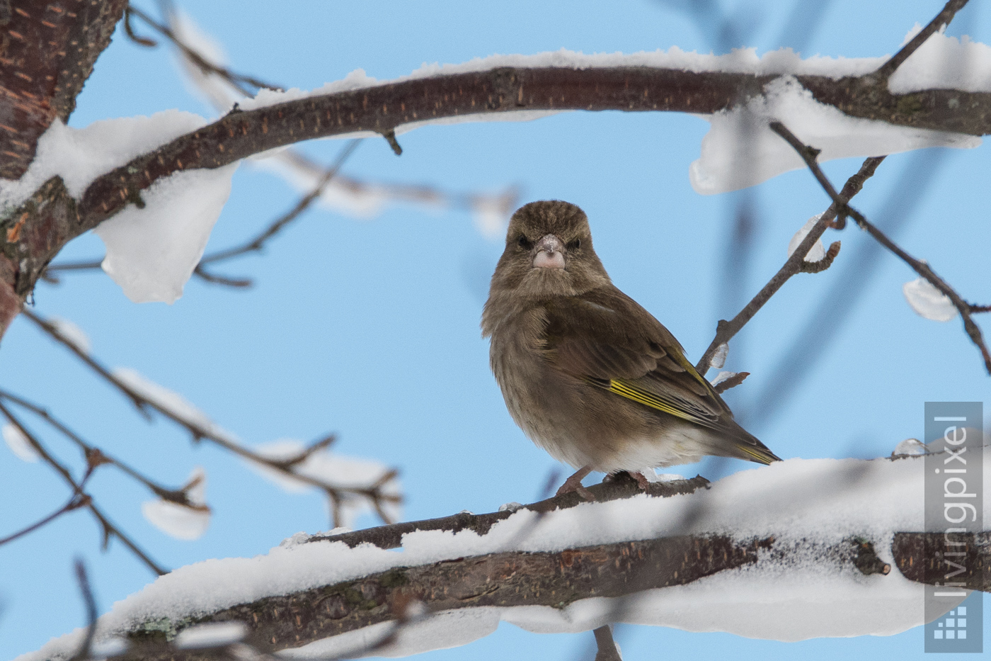 Grünfink (European greenfinch)