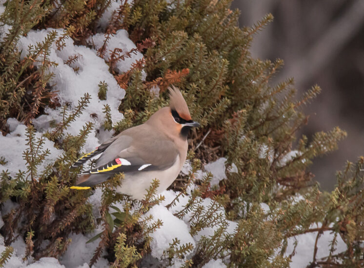 Seidenschwanz (Waxwing)