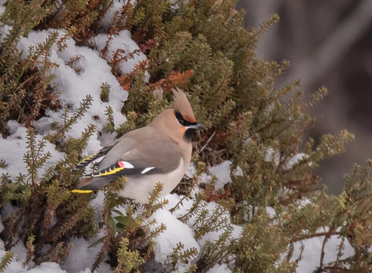 Seidenschwanz (Waxwing)