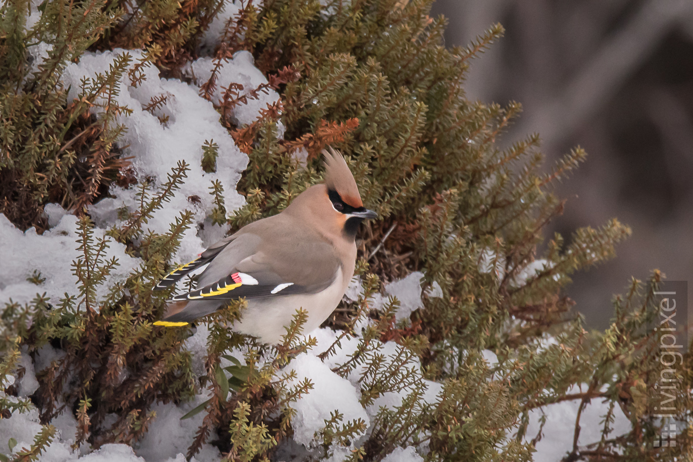 Seidenschwanz (Waxwing)