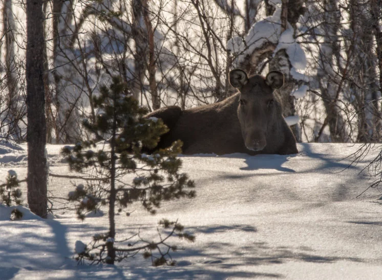 Elch (Moose)