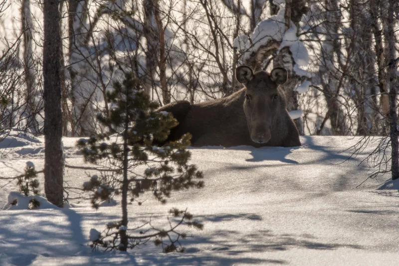 Elch (Moose)