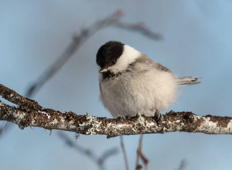 Sumpfmeise (Marsh tit)