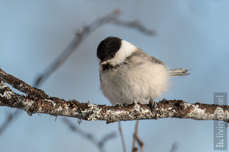 Sumpfmeise (Marsh tit)