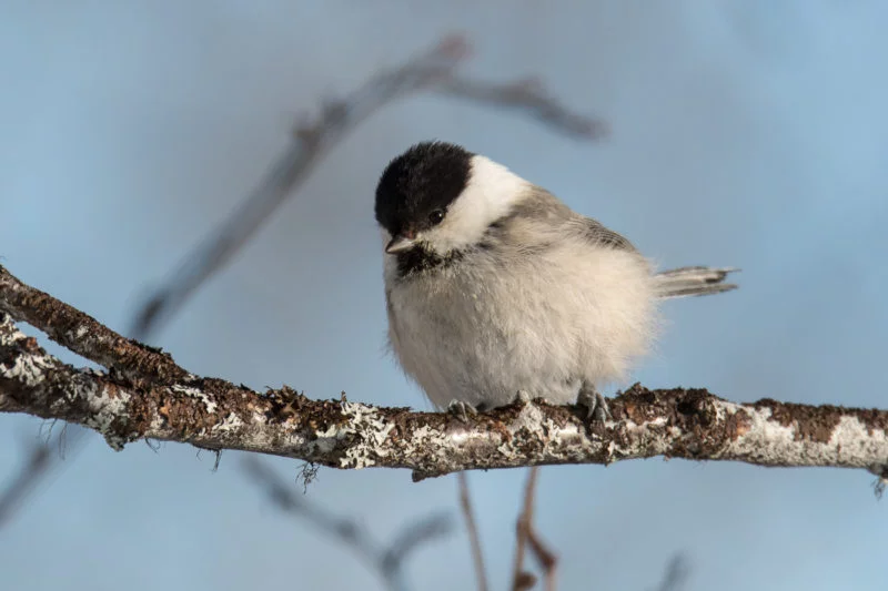 Sumpfmeise (Marsh tit)