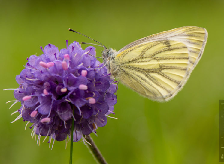 Kohlweißling (Large white cabbage butterfly)