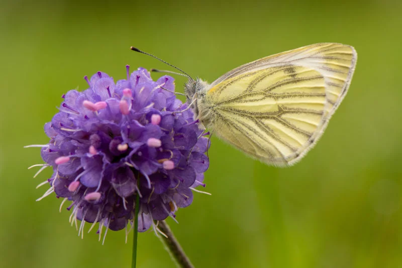 Kohlweißling (Large white cabbage butterfly)