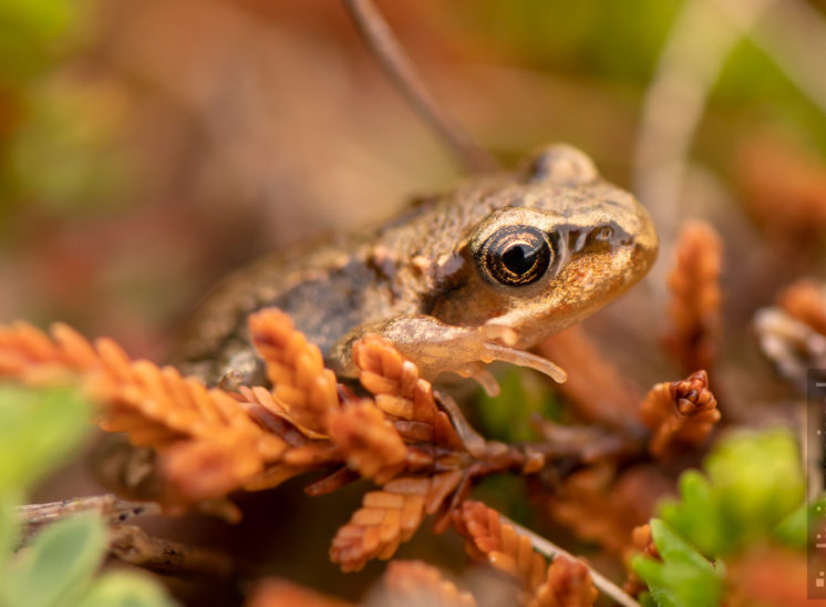 Frosch-Nachwuchs