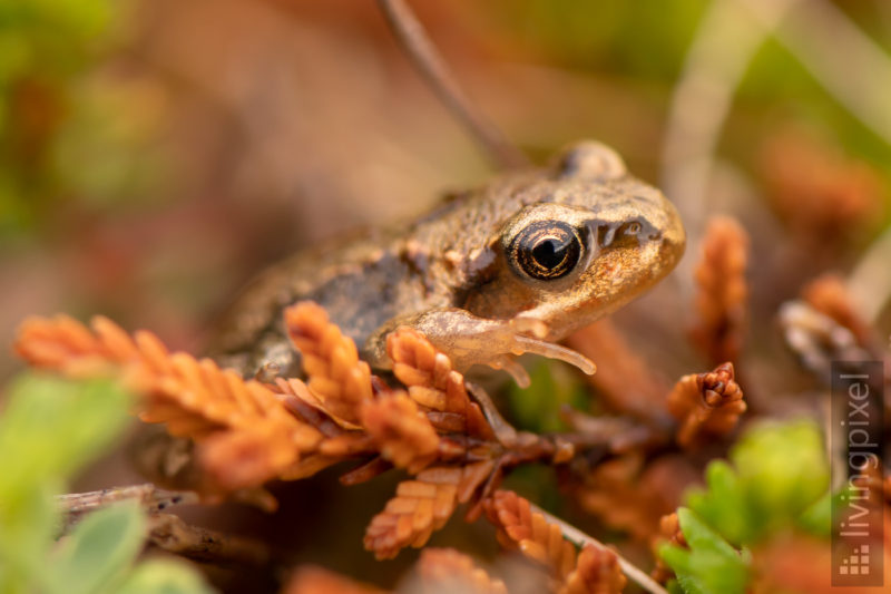 Frosch-Nachwuchs