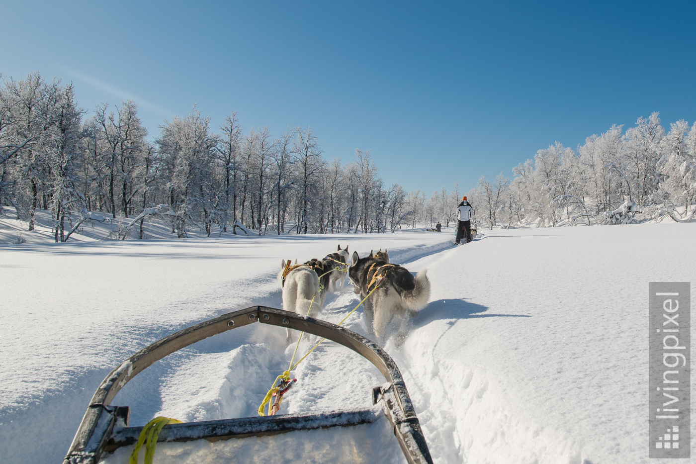 Husky Schlitten-Tour, Winter-Wunder-Land