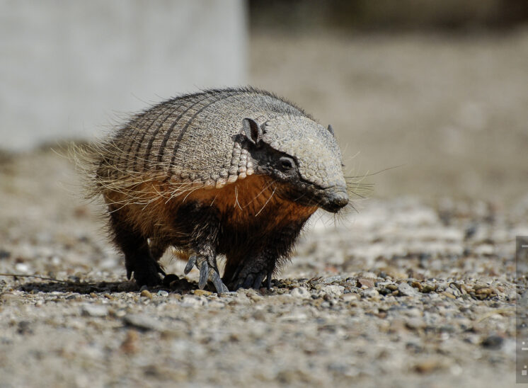 Gürteltier (Armadillo)