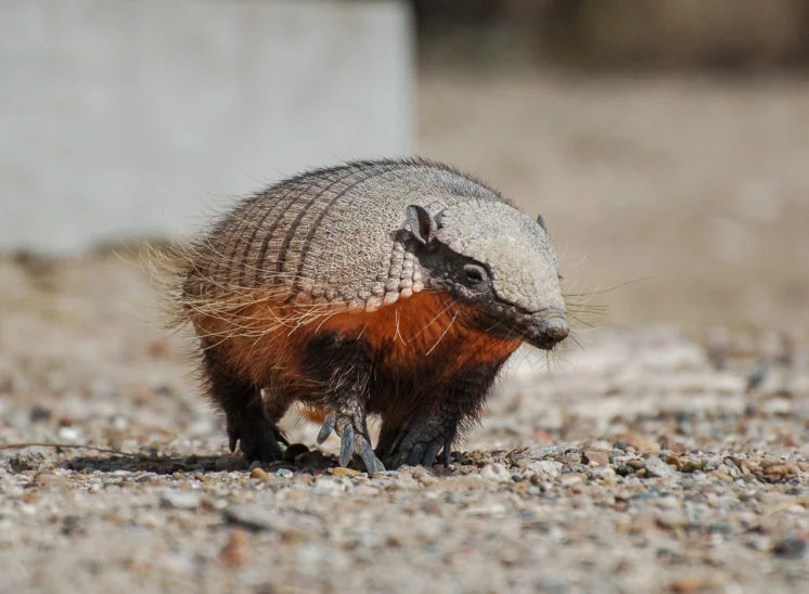 Gürteltier (Armadillo)