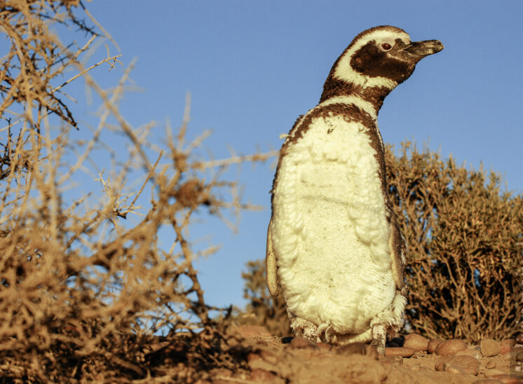Magellanpinguin (Magellanic penguin)