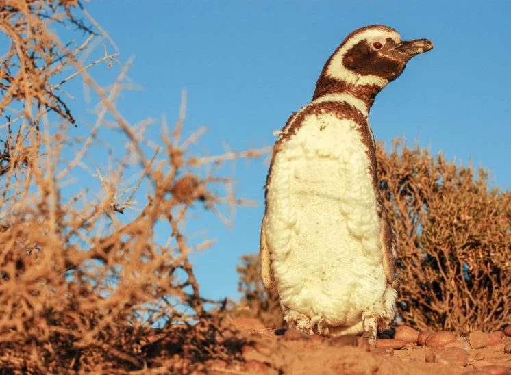 Magellanpinguin (Magellanic penguin)