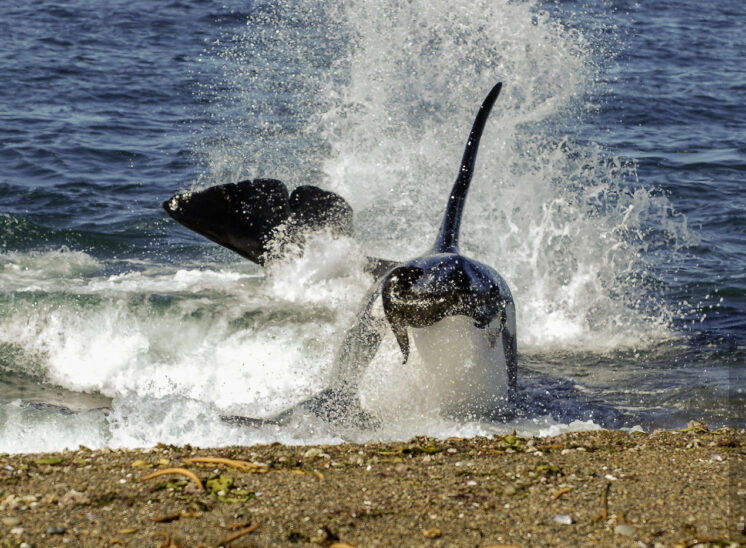 Orka (Orca)
