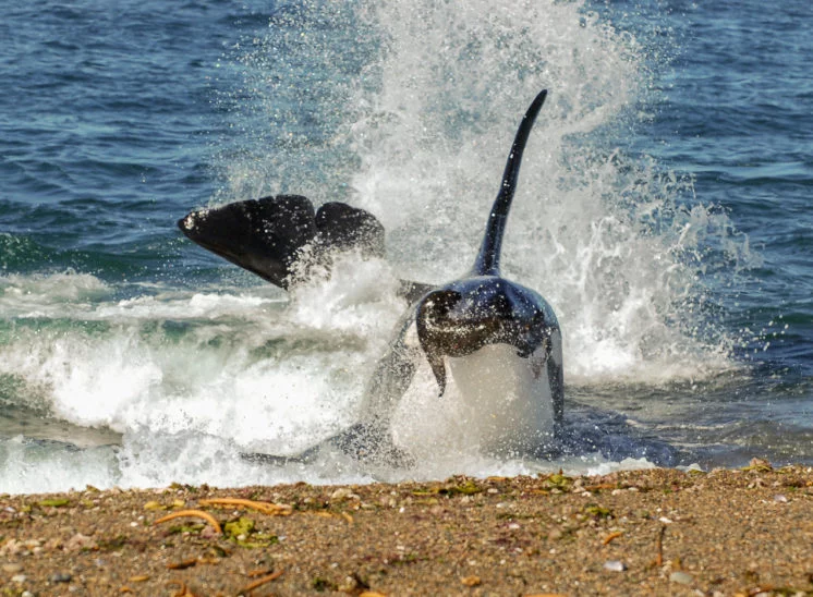 Orka (Orca)