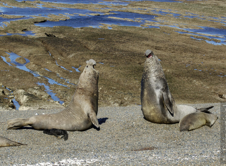 Südlicher See-Elefant (Southern elephant seal)