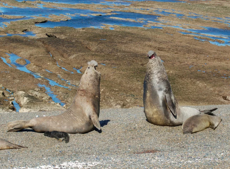 Südlicher See-Elefant (Southern elephant seal)