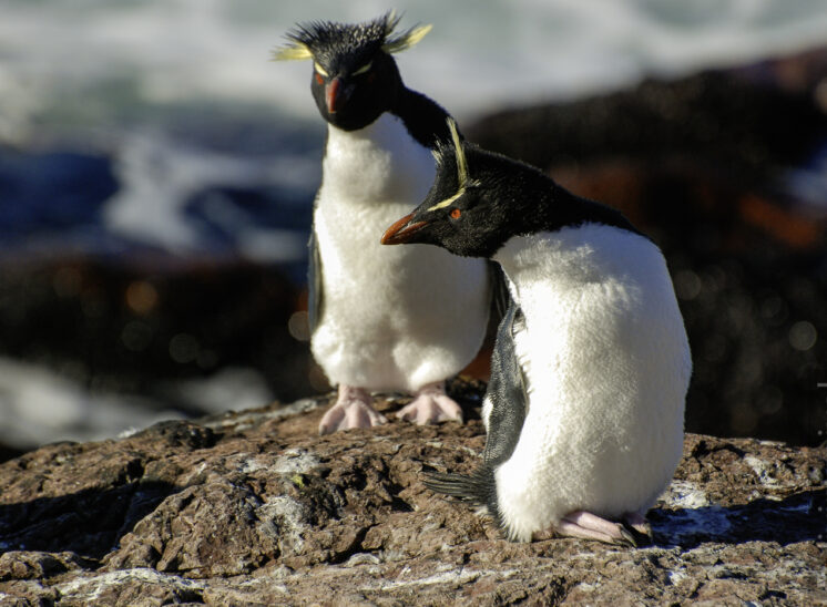 Felsenpinguin (Southern rockhopper penguin)