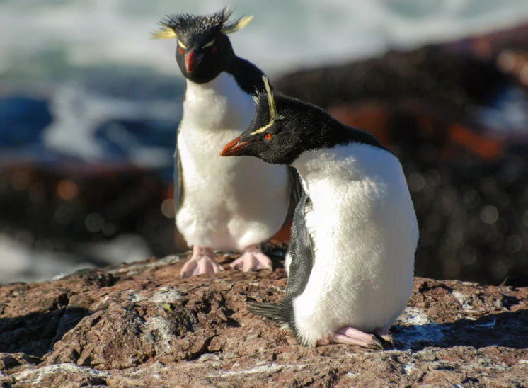 Felsenpinguin (Southern rockhopper penguin)