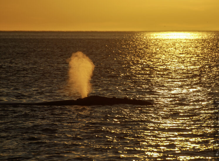 Südlicher Glattwal (Southern right whale)