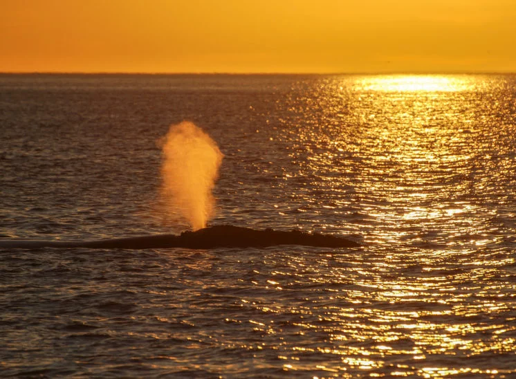 Südlicher Glattwal (Southern right whale)