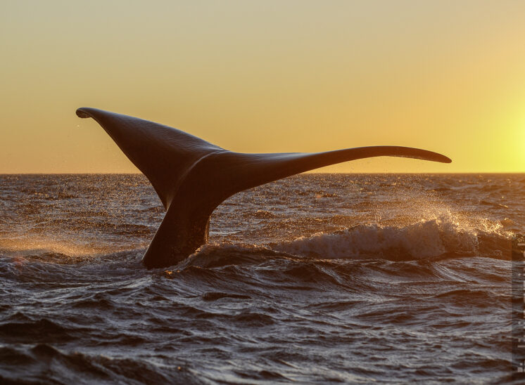 Südlicher Glattwal (Southern right whale)