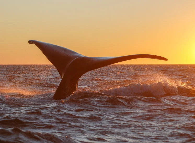 Südlicher Glattwal (Southern right whale)